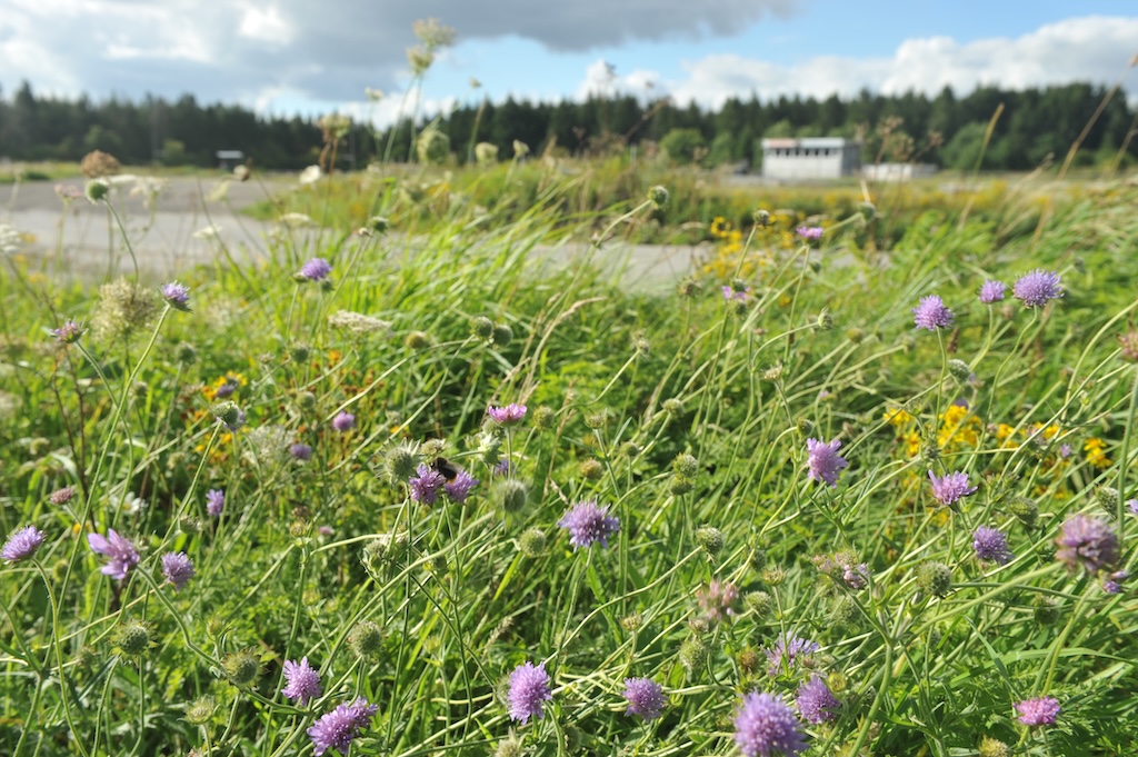 Biodiversitet på Nørlundbanen ved Ikast.
(Foto: Morten Alstrup)